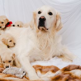 Golden Retriever Puppies from Bluehorsegoldens