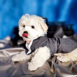 Boo bear boy 1 (blue) - White and buff male Bichon Frise puppy in Lavon, Texas from Sissy’s Heavenly Paws
