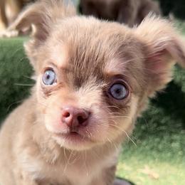 Ajax (lilac tan- point) - Blue and tan male Chihuahua puppy in Patchogue, New York from Cloudshadow Kennels