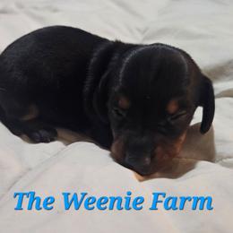 Boy 1 - Black and tan male Dachshund puppy in Fritch, Texas from The Weenie Farm