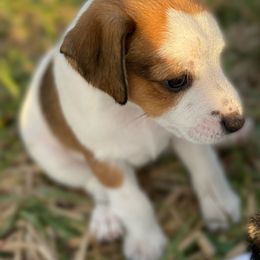 Girl - Marina - Russell Terrier puppy in Englewood, Florida from Manasota Key Jack Russells