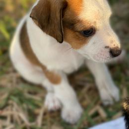 Girl - Marina - Russell Terrier puppy in Englewood, Florida from Manasota Key Jack Russells