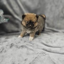 Ember - Chocolate female Pomsky puppy in Decatur, Illinois from Petite Pups