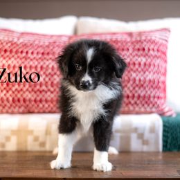 Zuko - Black & white male Miniature American Shepherd puppy in Puyallup, Washington from TRAILS END GEMINI