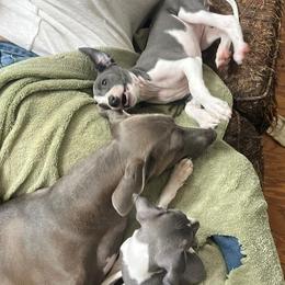 Italian Greyhound Puppies from Fisher Link