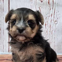 Mabel - Black & tan tri-color female Morkie puppy in Monticello, Iowa from Ashley’s Puppies