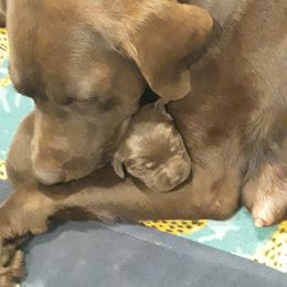 Labrador Retriever Puppies from Fetching Labrador Retrievers
