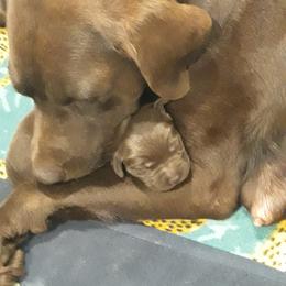 Labrador Retriever Puppies from Fetching Labrador Retrievers