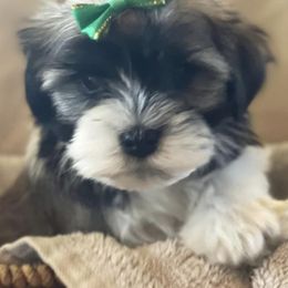 Havanese from Holcombs Puppy Ranch