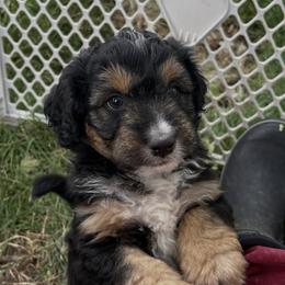 Boy 1 - Tri-color  male Golden Aussiedoodle puppy in Santaquin, Utah from Wild Rose Tiny Poodles & Doodles