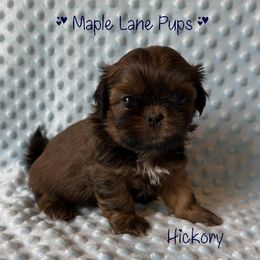 Hickory - Red male Shih Tzu puppy in Marion, Michigan from Maple Lane Pups