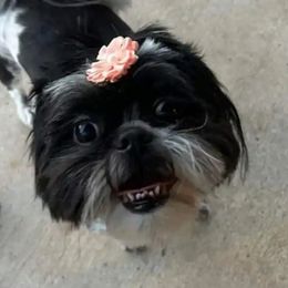 Delilah - Shih Tzu