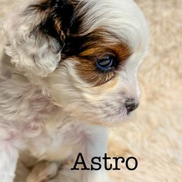 Astro - Black and white male Cavapoo puppy in Hallsville, Missouri from Cedar Hill Pups