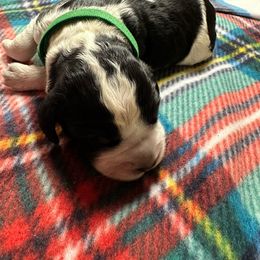 Kringle - Black white and tan English Springer Spaniel puppy in Belton, South Carolina from High Point Springers