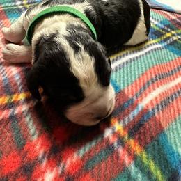 Kringle - Black white and tan English Springer Spaniel puppy in Belton, South Carolina from High Point Springers