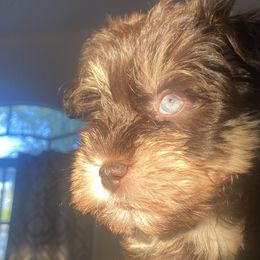 Miniature Schnauzers from South Florida Miniature Schnauzers