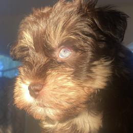 Miniature Schnauzers from South Florida Miniature Schnauzers