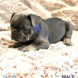 French Bulldog Puppies from Copa Frenchies