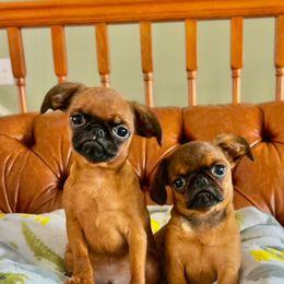 Boy 1 - Brussels Griffon puppy from Walenga Brussels Griffon & Bridlewood Labradors