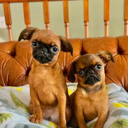 Boy 1 - Brussels Griffon puppy from Walenga Brussels Griffon & Bridlewood Labradors