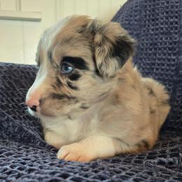 Will Scarlett - Blue merle male Australian Shepherd puppy in Wrightsville, Georgia from Wild Magnolia Farms Aussies
