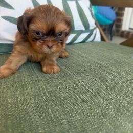 Toby - Liver male Shih Tzu puppy in Burlington, North Carolina from Nancy’s Lil’Shih Tzus