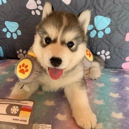 Siberian Husky Puppies from Canace Siberians