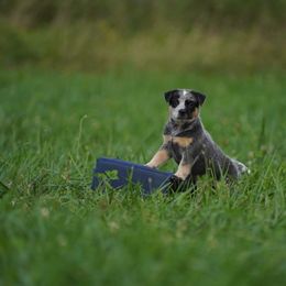 Australian Cattle Dog and Collie Puppies from Blackberry Hills