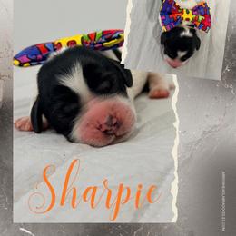 Sharpie - Black and chalk male Australian Labradoodle puppy in Calhoun, Louisiana from Arrowhead Australian Labradoodles