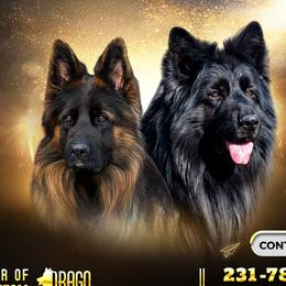 German Shepherds from VanBlargan German Shepherds