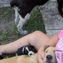English Springer Spaniel Puppies from 31 Pines Springers & Retrievers