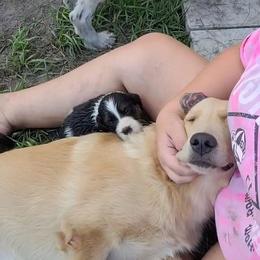 English Springer Spaniel Puppies from 31 Pines Springers & Retrievers