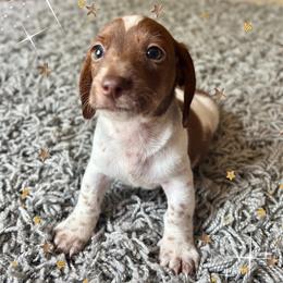Shane - Piebald male Dachshund puppy in Aiken, South Carolina from State Eight Dachshunds