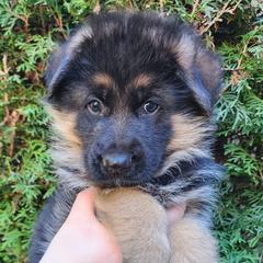 Male B - Black and red male German Shepherd puppy in Chehalis, Washington from Tannhauser German Shepherds