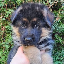 Male B - Black and red male German Shepherd puppy in Chehalis, Washington from Tannhauser German Shepherds
