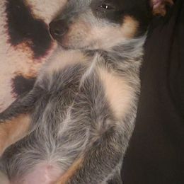 Australian Cattle Dogs from Dennison Family Farms