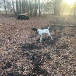 Goose - German Shorthaired Pointer