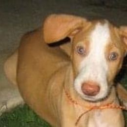 Ibizan Hound Puppies from Someday Ibizans