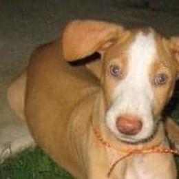 Ibizan Hound Puppies from Someday Ibizans