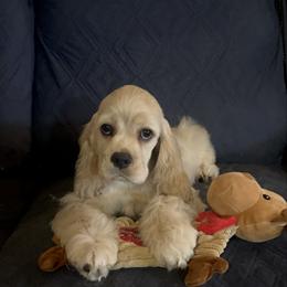 Prince Philip - Buff male Cocker Spaniel puppy in Moreno Valley, California from Joker Karr’s