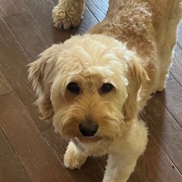 Indy - Goldendoodle