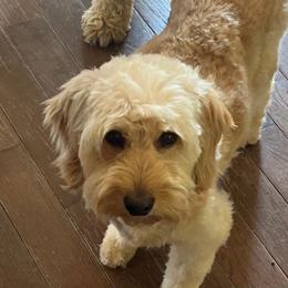 Indy - Goldendoodle