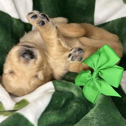 Green Collar - Male 6 - Golden male Golden Retriever puppy in Bonanza, Oregon from Gold 'N Dust Ranch