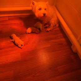Pink - White female West Highland White Terrier puppy in Bessemer City, North Carolina from JJs Puppies of the Carolinas
