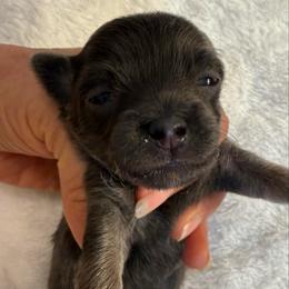 Blue boy 5,200 - Blue and tan male Chihuahua puppy in Summerfield, Florida from Uey’s Chihuahuas