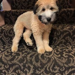 Soft Coated Wheaten Terrier Puppies from Kayos Kennel