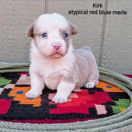 Kirk - Fawn merle male American Corgi puppy in Shawnee, Oklahoma from Sunray Ranch