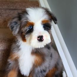 Queen - Blue merle female Bernedoodle puppy in Floyd, Virginia from Hearts and Paws Poodles and Doodles