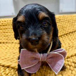 Blue collar boy - Black and white male Bernedoodle puppy in Herriman, Utah from Rose Canyon Doodles