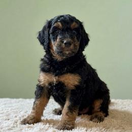Olive - AKC - Phantom female Poodle puppy in Haines City, Florida from Noelle Poodles